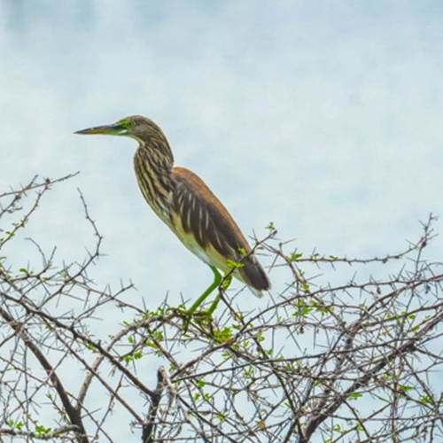 Vellode Bird Sanctuary