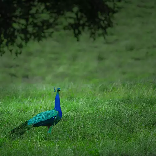 Viralimalai Peacock Sanctuary