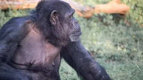 Arignar Anna Zoological Park, Vandalur