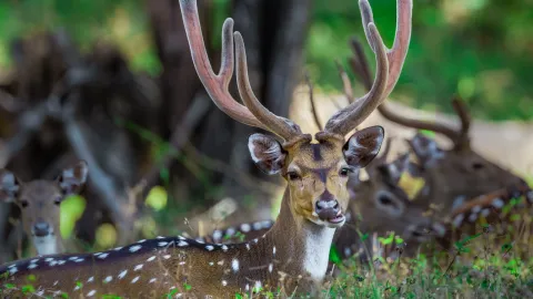 Deer Park, Ooty