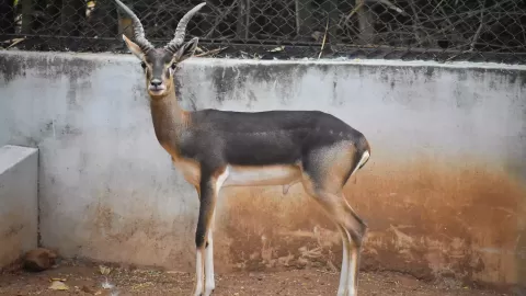 Guindy National Park