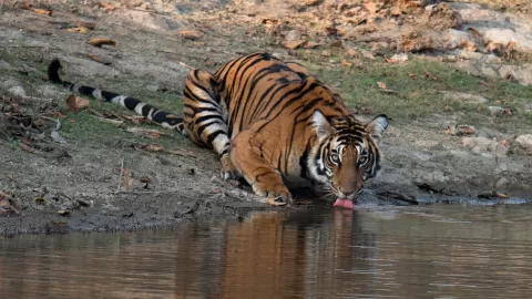 Kalakad Mundanthurai Tiger Reserve