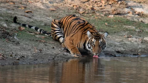 களக்காடு முண்டந்துறை சரணாலயம்