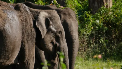 Kanniyakumari Wildlife Sanctuary