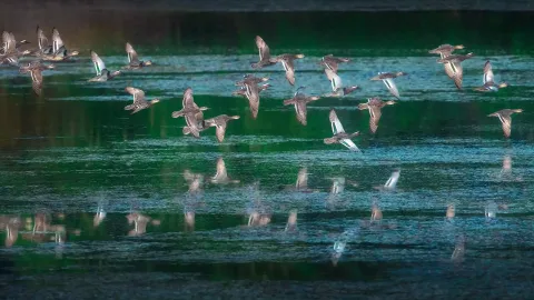 Karaivetti Bird Sanctuary