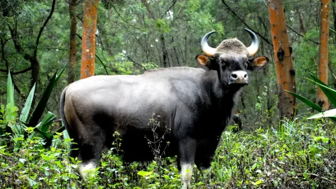 Kodaikanal Wildlife Sanctuary