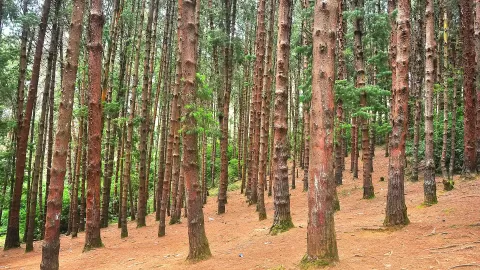 Pine Forest