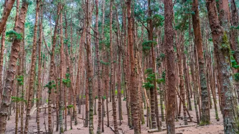 Pine Forest, Kodaikanal