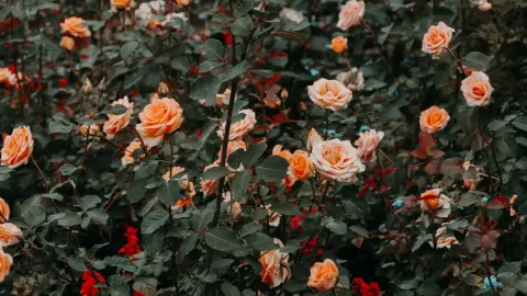 Rose Garden Kodaikanal