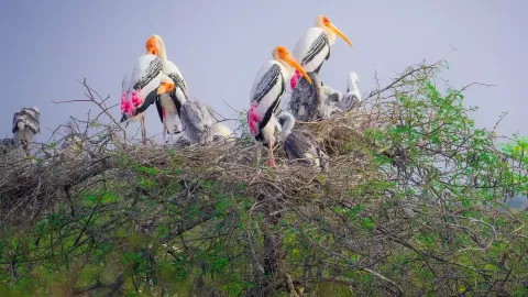 Vedanthangal Bird Sanctuary