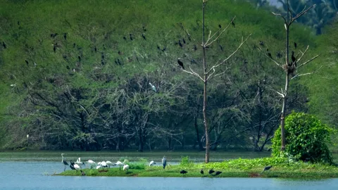 Vellode Bird Sanctuary 