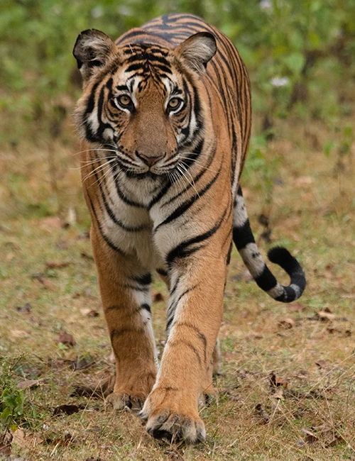 Anamalai Tiger Reserve