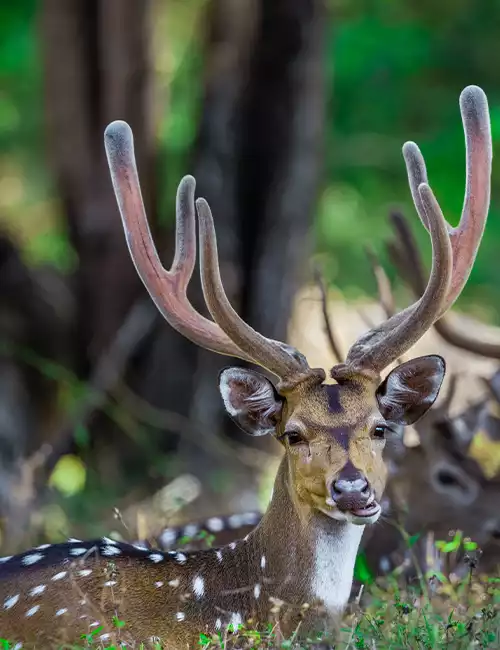 Deer Park, Ooty