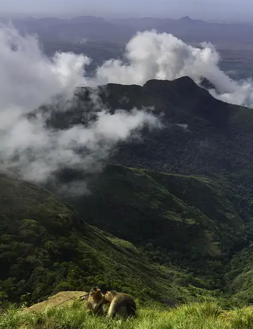 Green Valley View