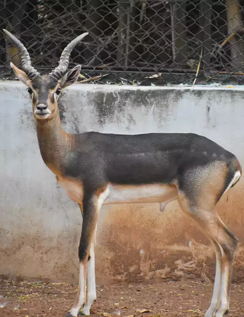 Guindy National Park