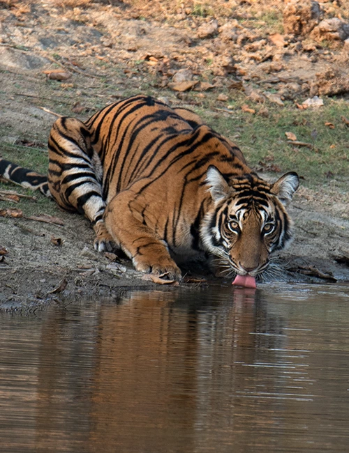 Kalakad Mundanthurai Tiger Reserve