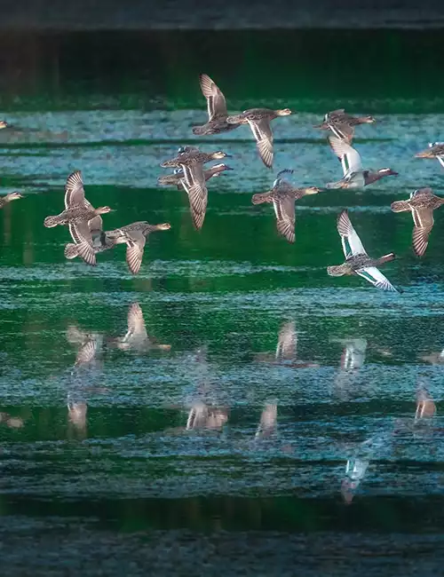 Karaivetti Bird Sanctuary