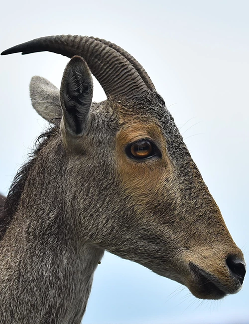 Mukurthi National Park