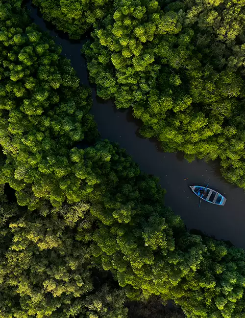 Pichavaram Backwaters