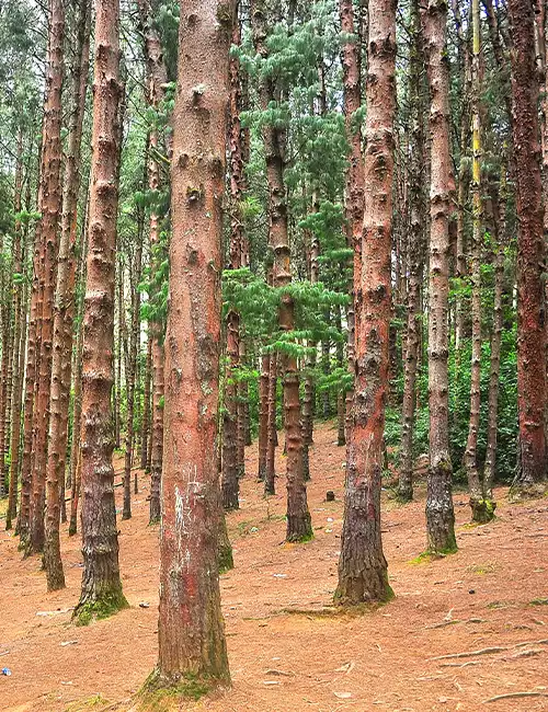 Pine Forest