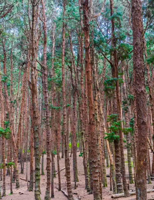 Pine Forest, Kodaikanal