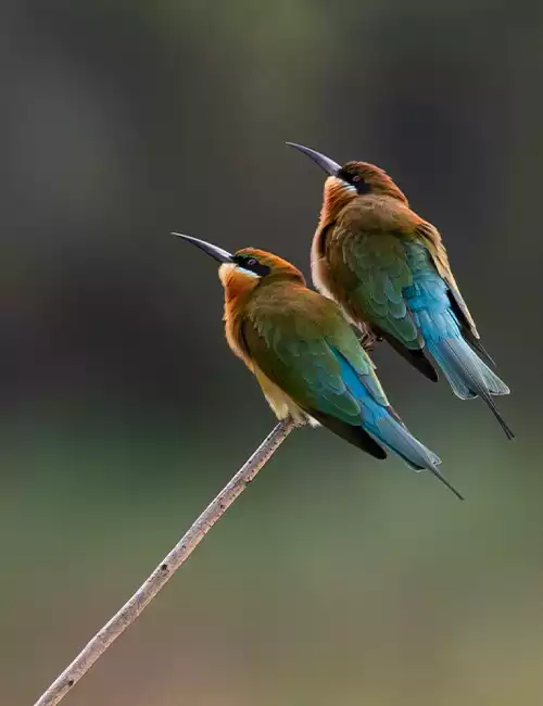 Point Calimere Wildlife Sanctuary