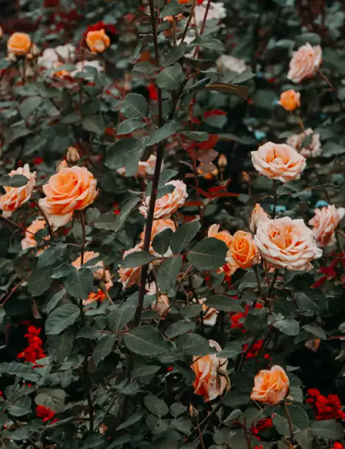 Rose Garden Kodaikanal