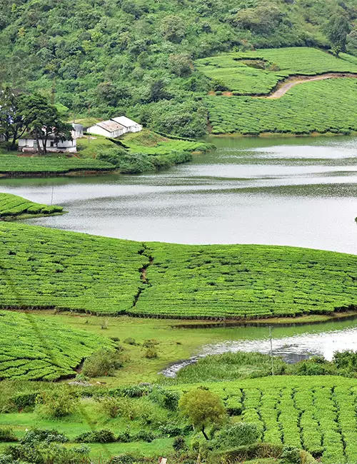 Tea Trail in Ooty