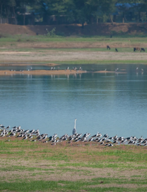 Vaduvoor Bird Sanctuary