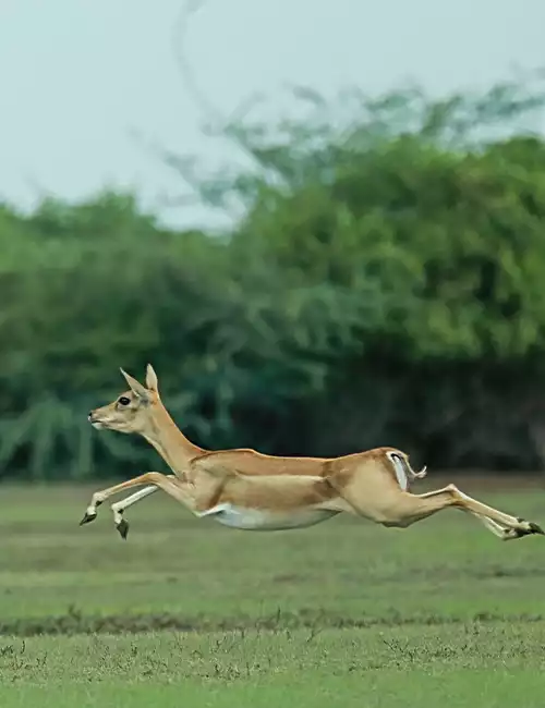 Vallanadu Sanctuary