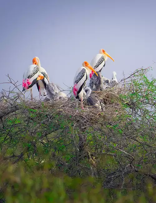 Vedanthangal Bird Sanctuary