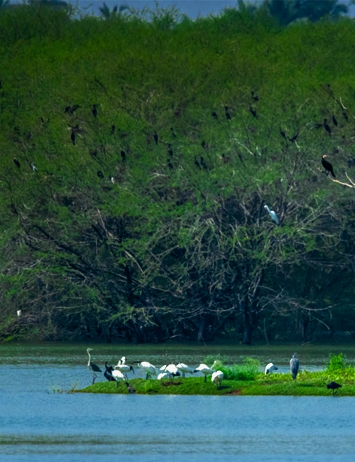 Vellode Bird Sanctuary 