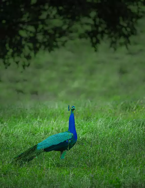 Viralimalai Sanctuary